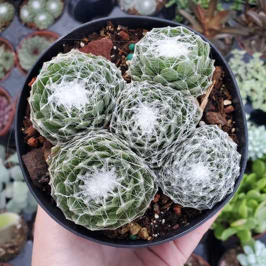 Sempervivum arachnoideum 'Cabenese'