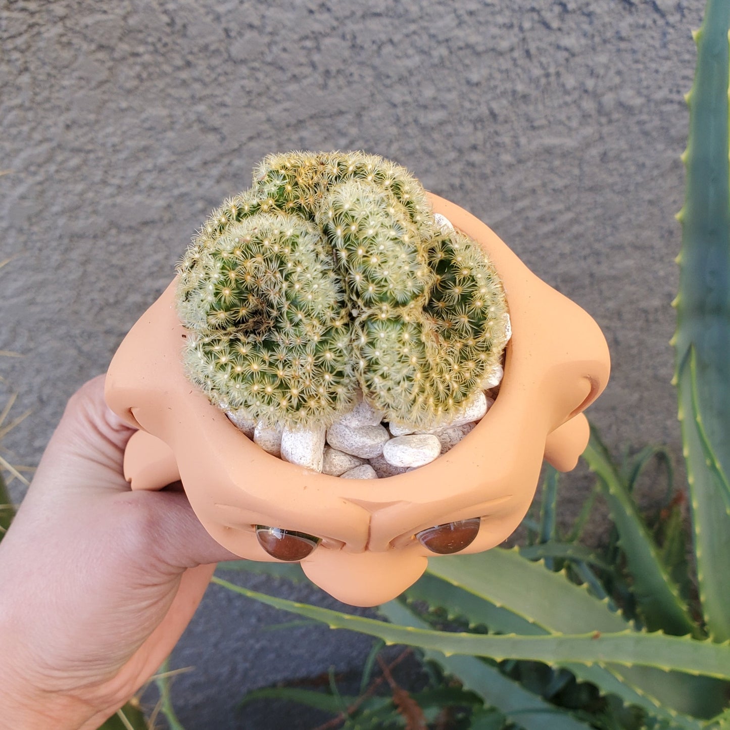 'Brain Cactus' Troll Arrangement