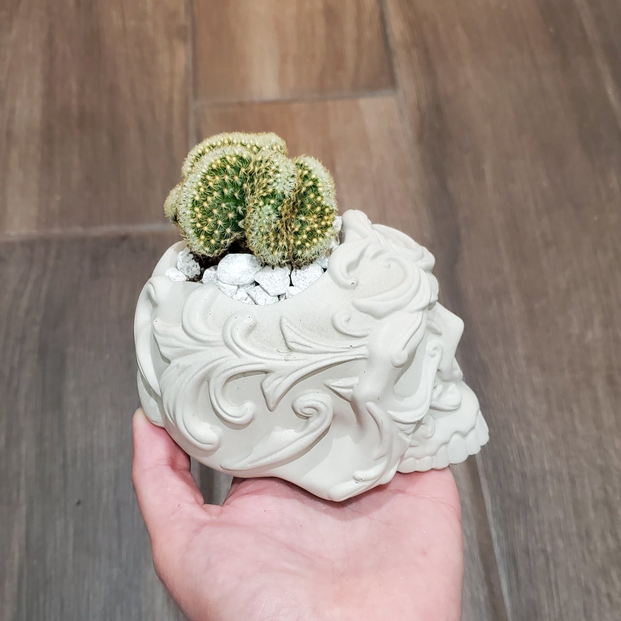 brain succulent in skull Mammillaria elongata 'Brain Cactus' Skull Arrangement