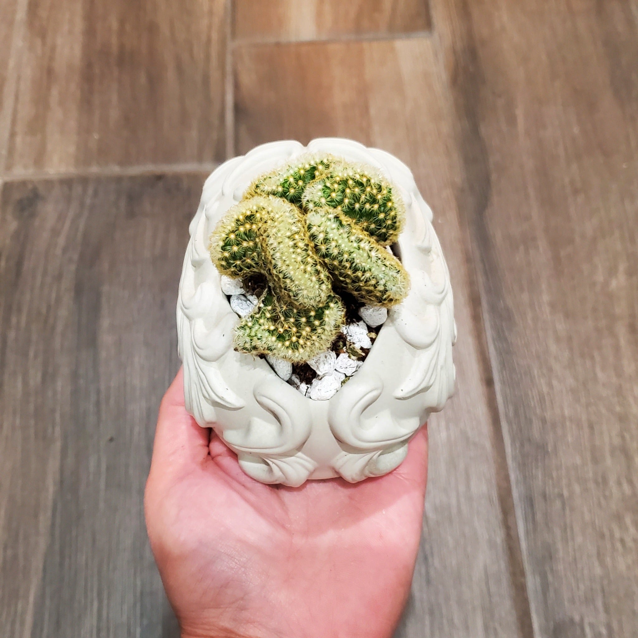 brain succulent in skull Mammillaria elongata 'Brain Cactus' Skull Arrangement