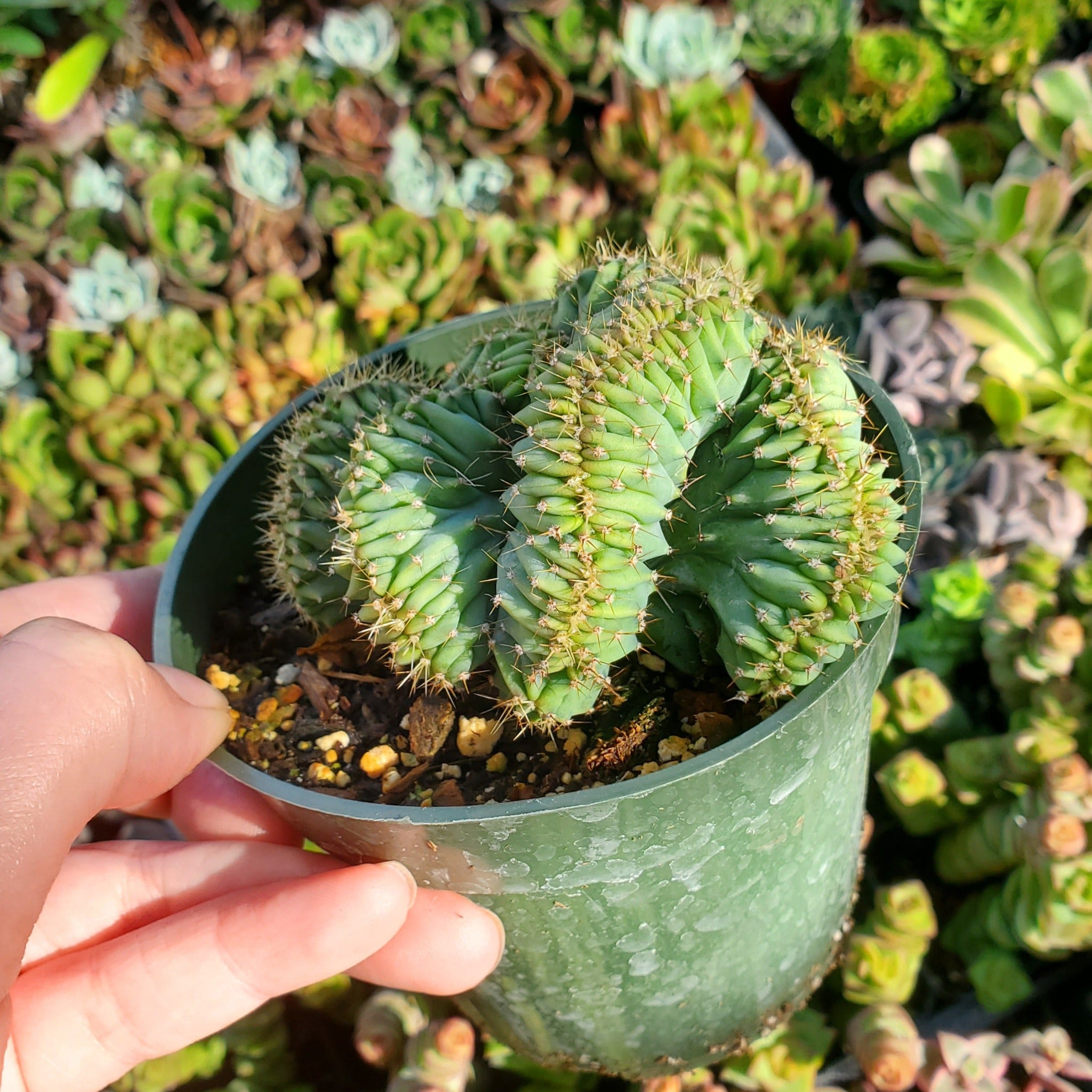 blue candle succulent Myrtillocactus geometrizans cristata 'Crested Blue Candle Cactus'