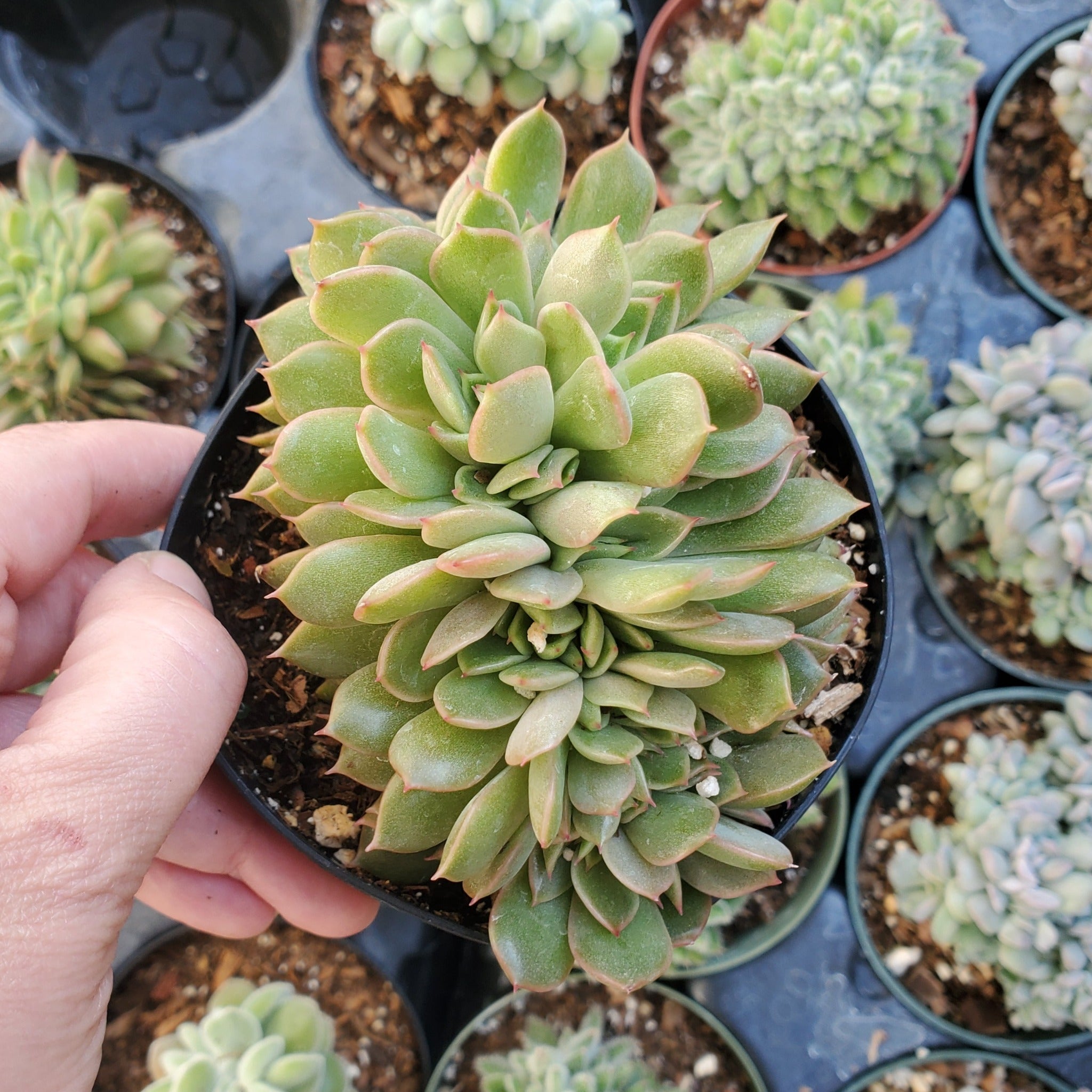 olivia succulent Graptoveria 'Olivia' Crest
