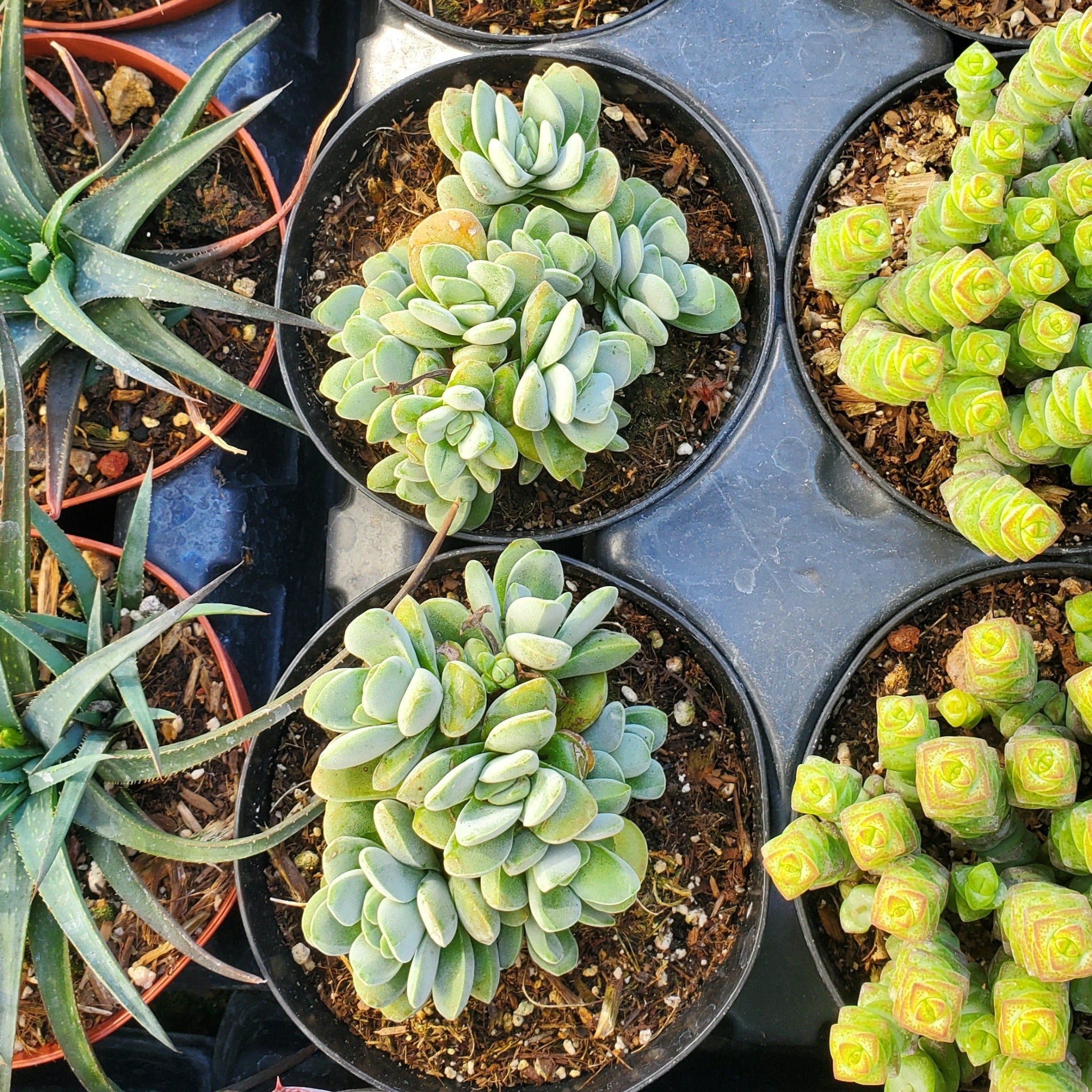 crassula springtime succulent Crassula 'Springtime' Crest
