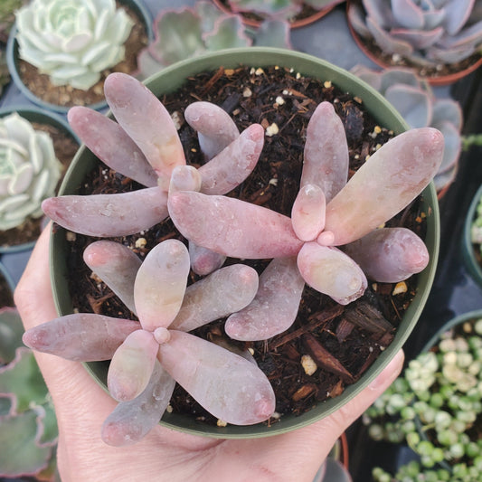 Pachysedum 'Ganzhou'