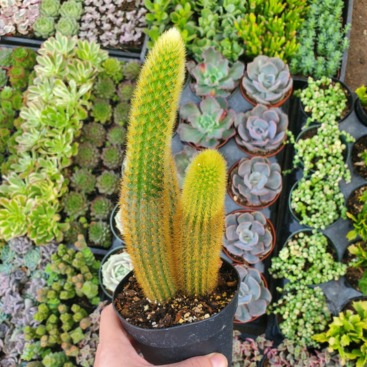 Cleistocactus winteri 'Golden Rat's Tail'