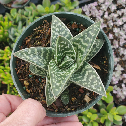 Gasteraloe Limpopo