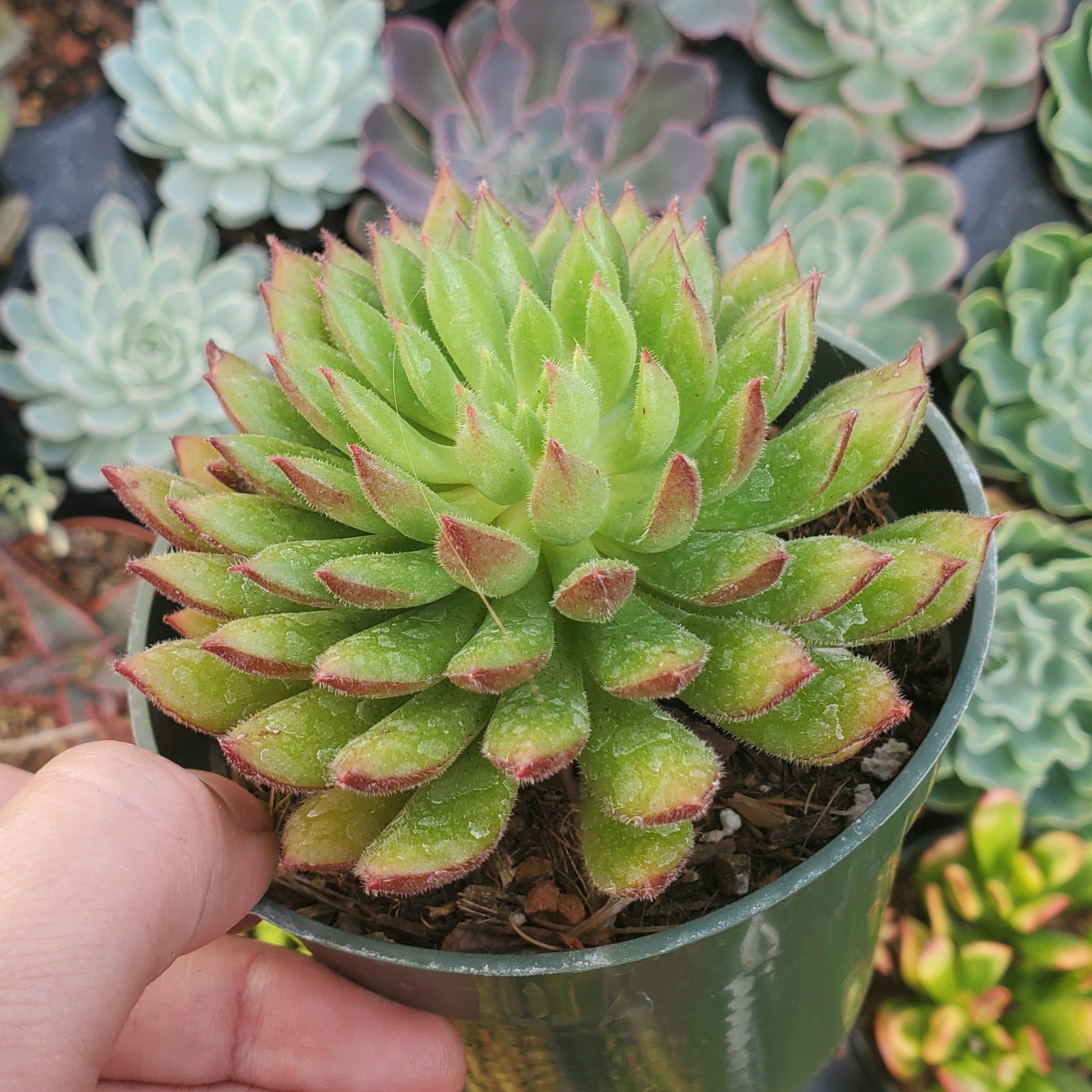 echeveria arrow succulent Echeveria Setosa 'Arrow'