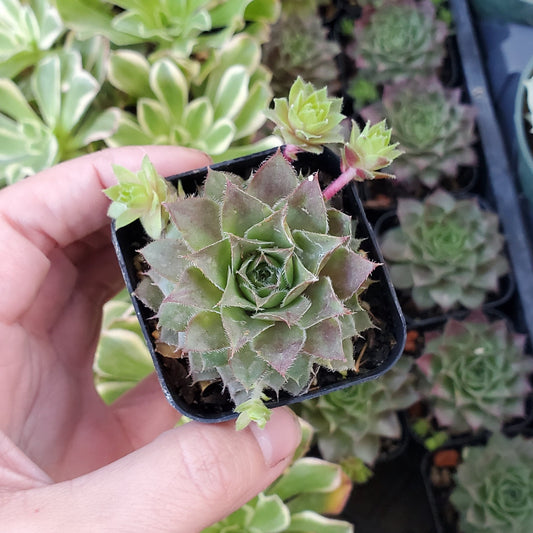 Sempervivum Sp.