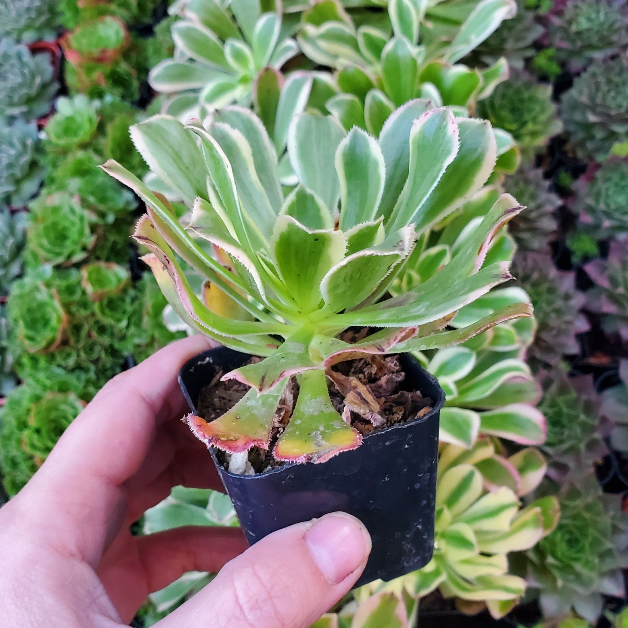 starburst succulent plant Aeonium 'Starburst'
