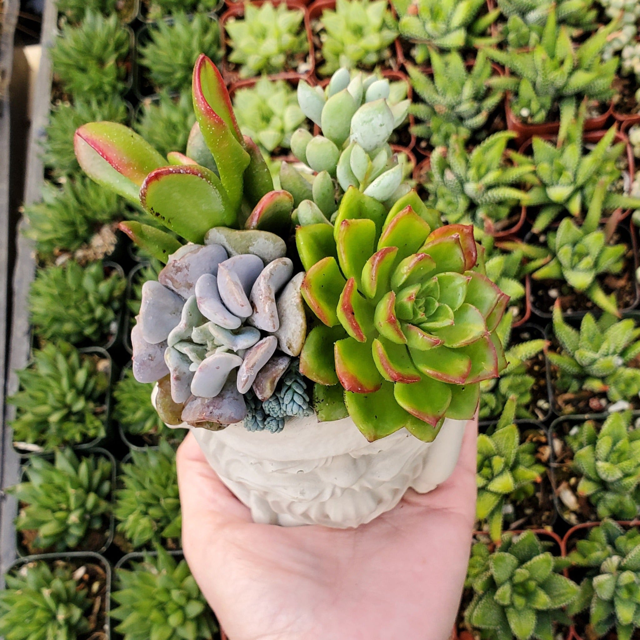 succulents santa rosa Succulent Santa Arrangement