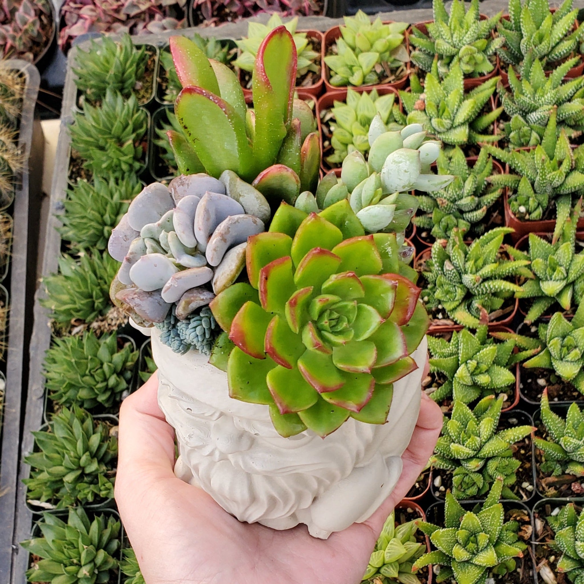 succulents santa rosa ca Succulent Santa Arrangement