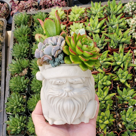 Succulent Santa Arrangement