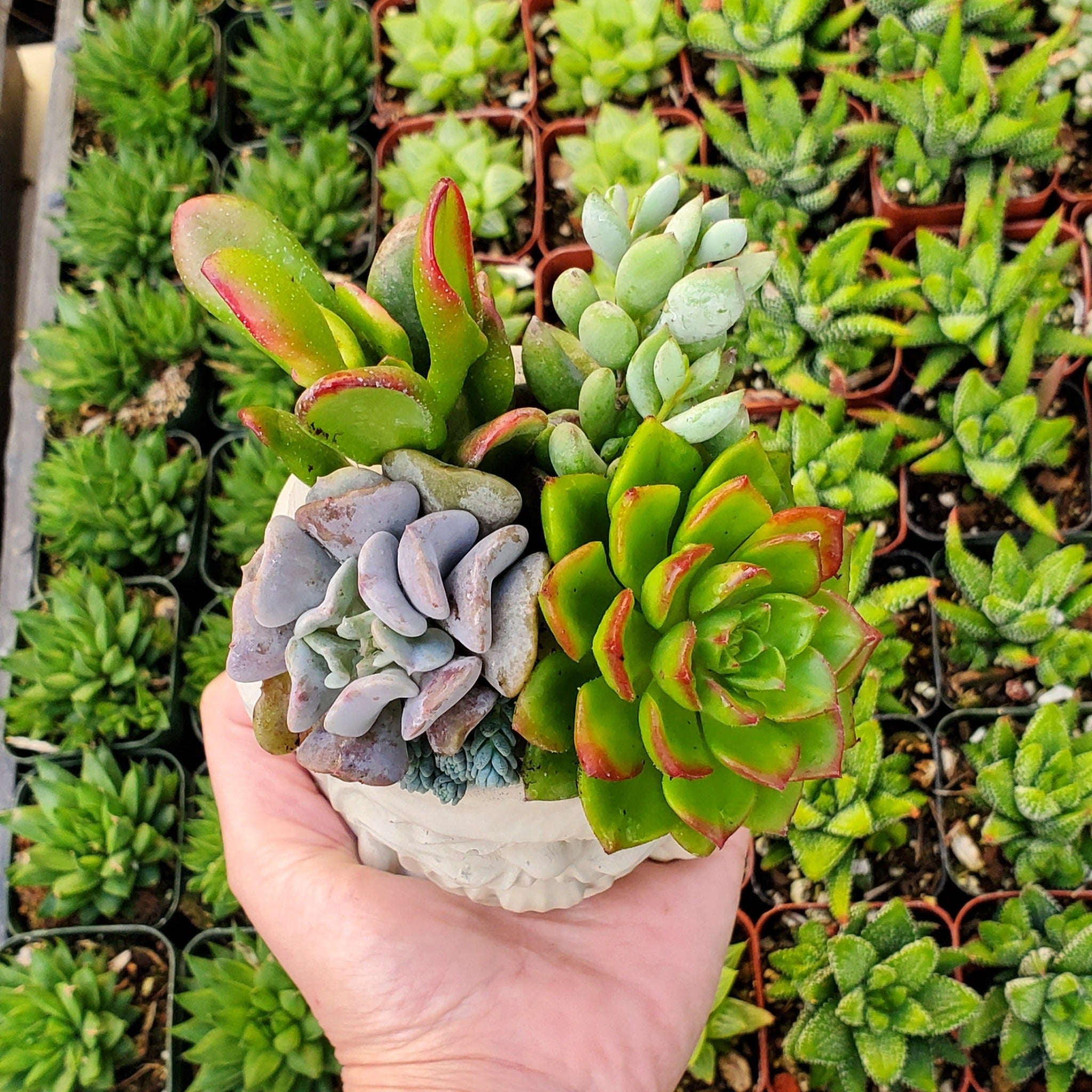 succulent plant sale womens club santa fe Succulent Santa Arrangement