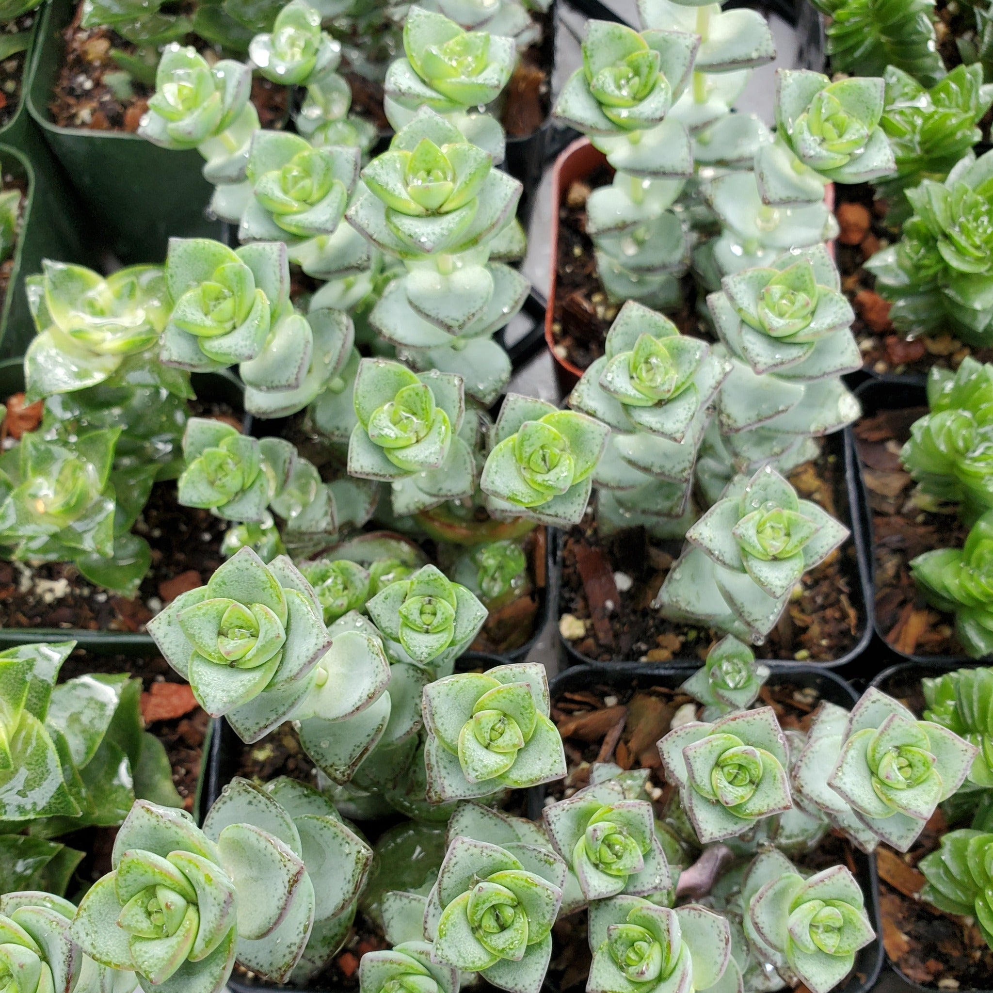 perforata succulent Crassula perforata ssp. kougaensis
