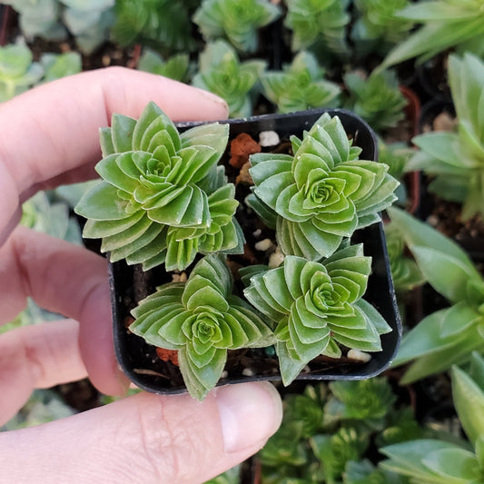 Crassula 'Spiralis' or 'Estagnol'