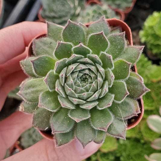 Sempervivum Sp.