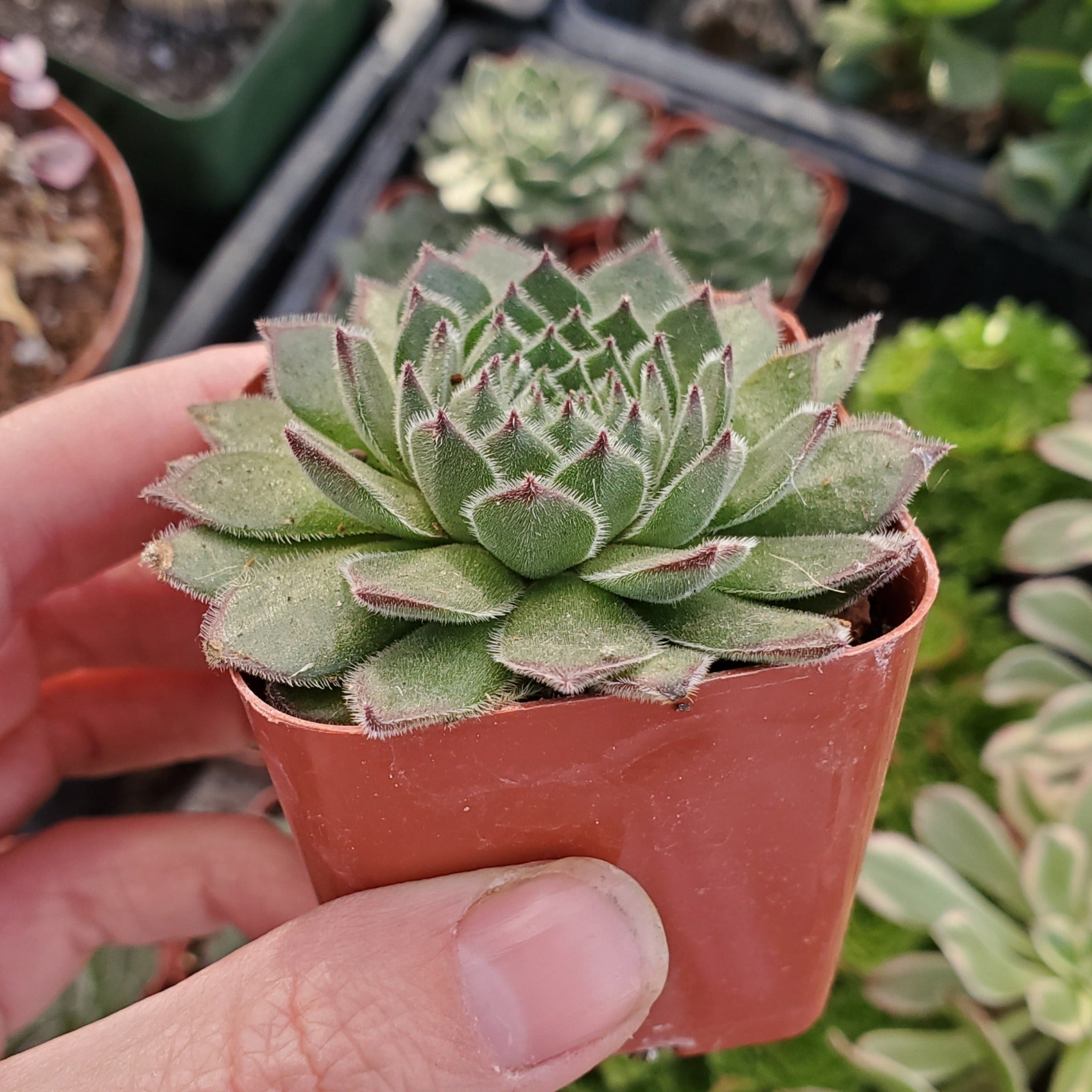 Sempervivum Sp.