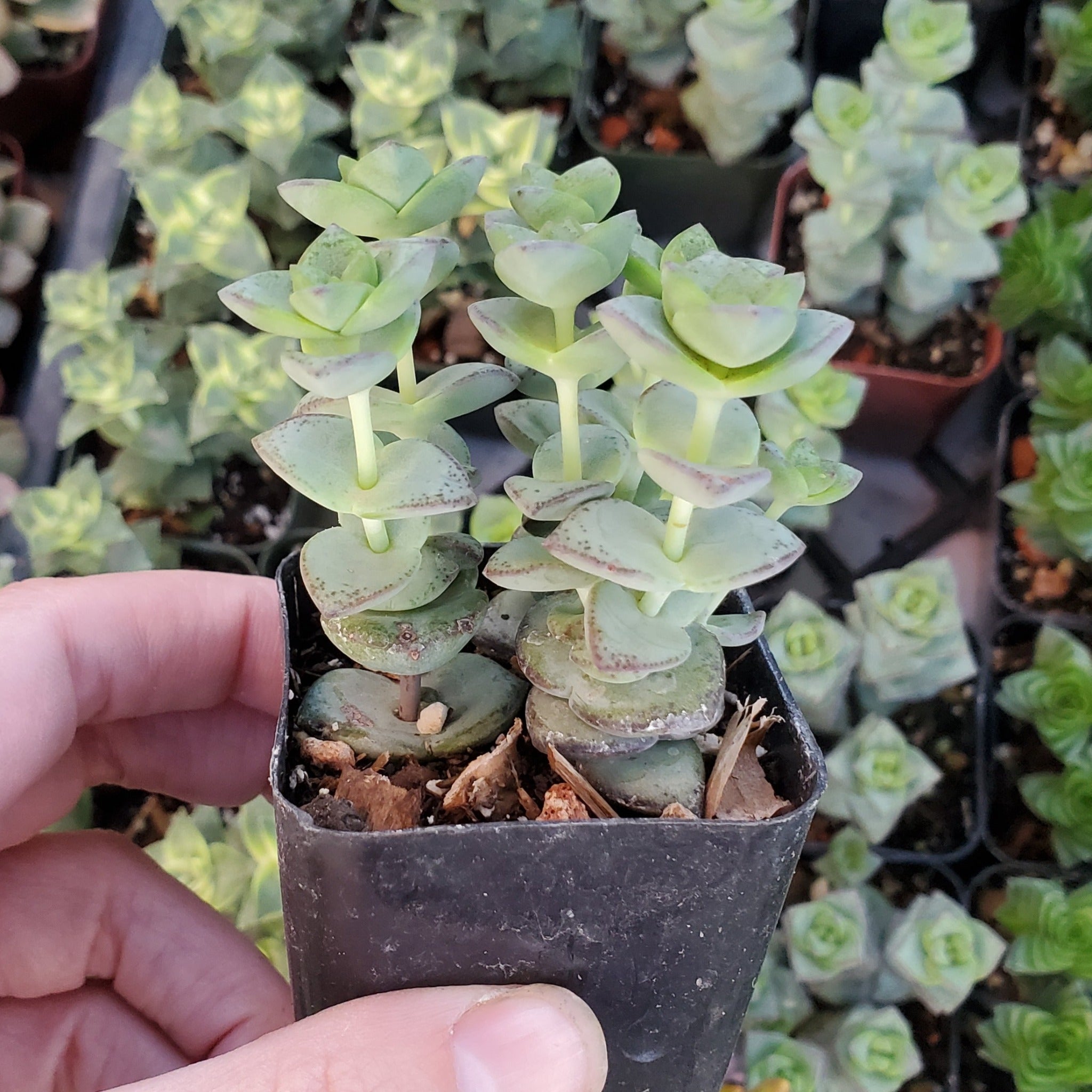 Crassula perforata ssp. kougaensis