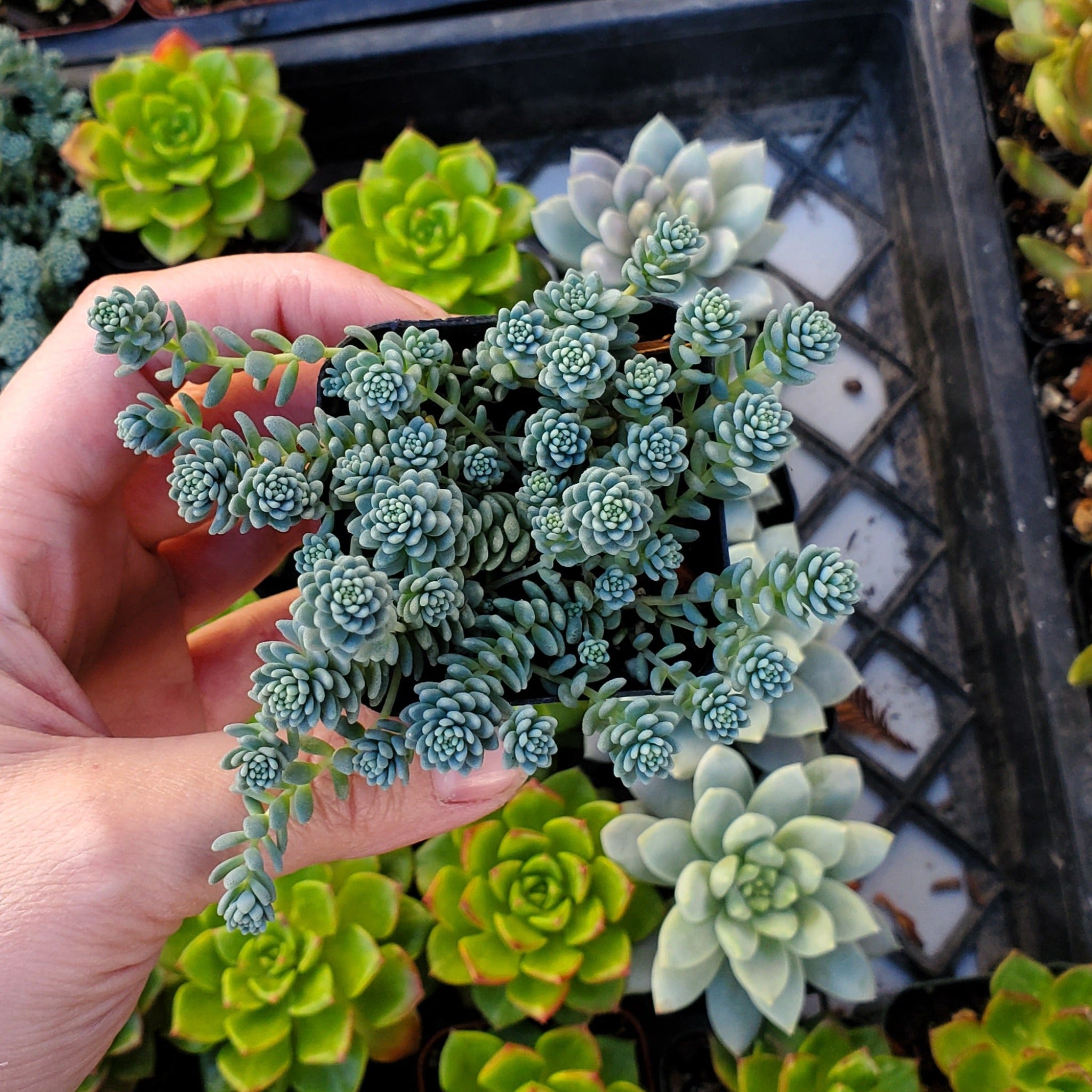 sedum major succulent care Sedum dasyphyllum 'Himalayan Skies'