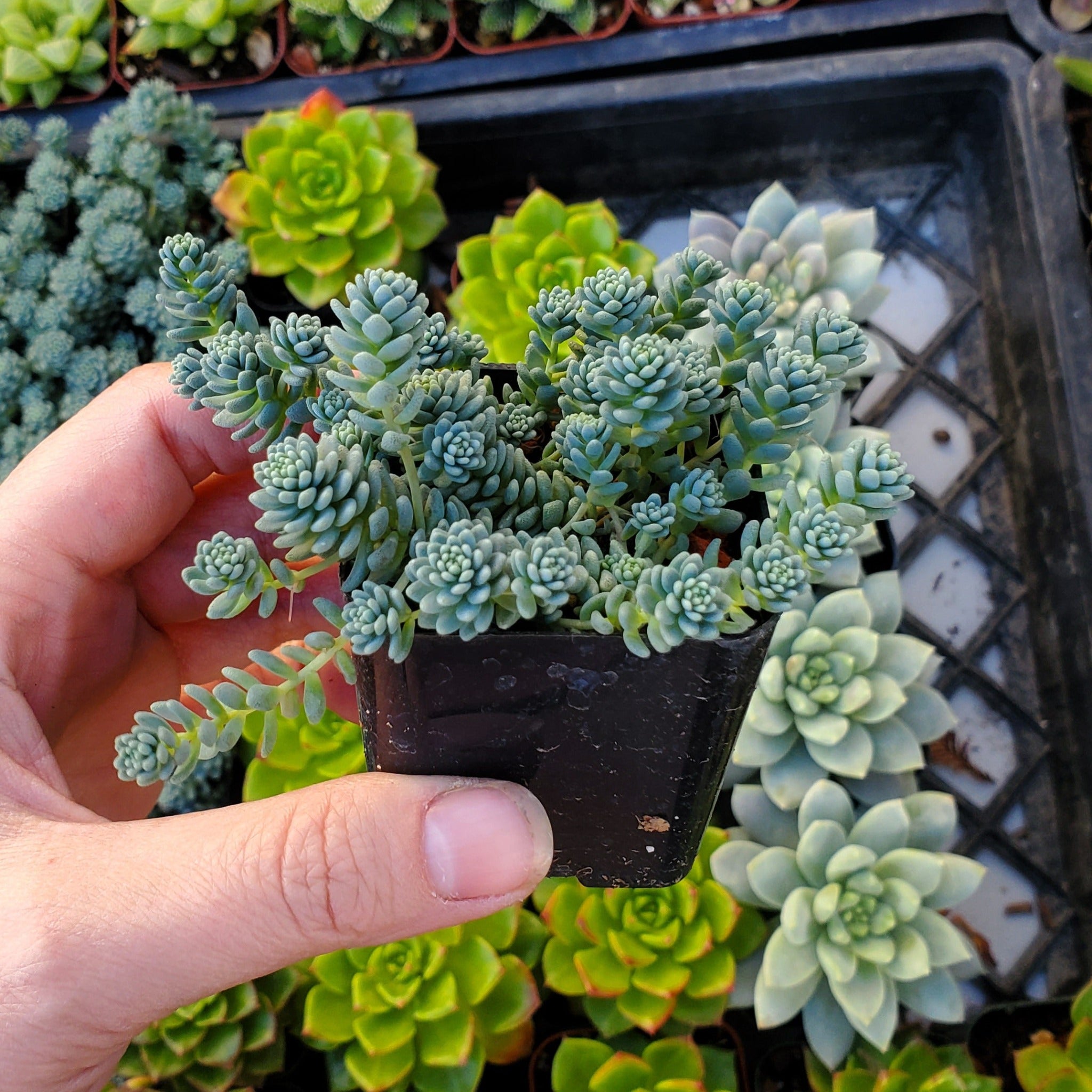 himalayan succulent Sedum dasyphyllum 'Himalayan Skies'