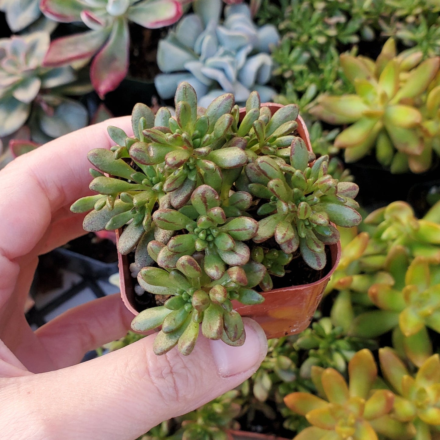 Aeonium sedifolium 'Dwarf Aeonium'