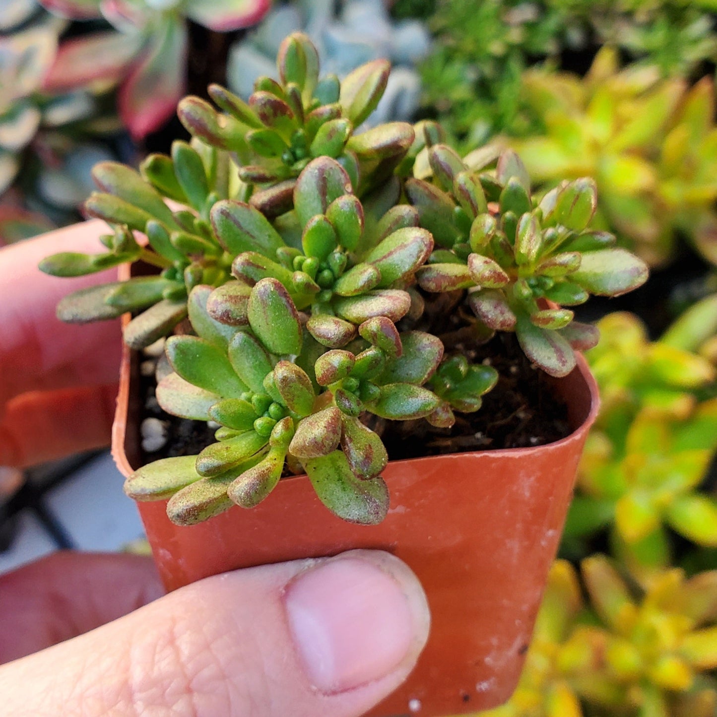 Aeonium sedifolium 'Dwarf Aeonium'