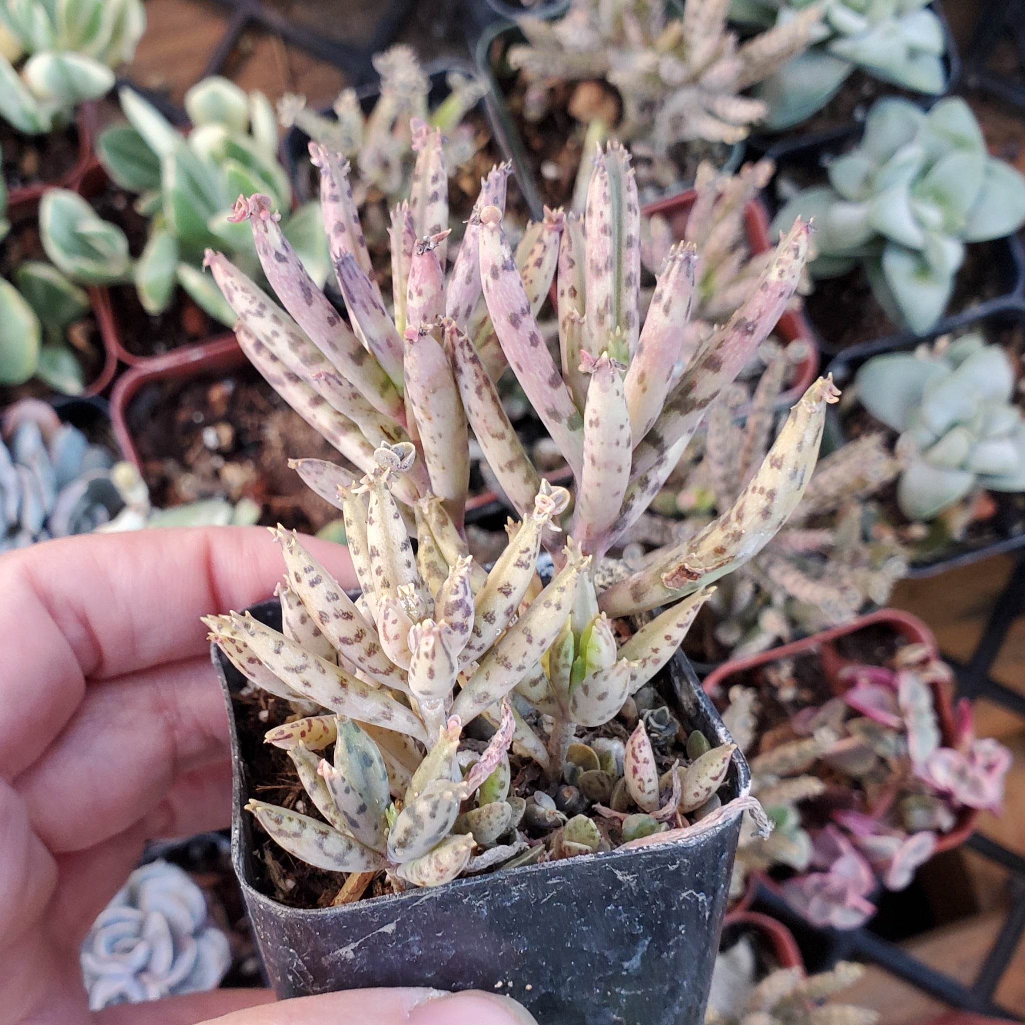 mother of millions indoor plant Kalanchoe delagoensis 'Chandelier Plant' or 'Mother of Millions'