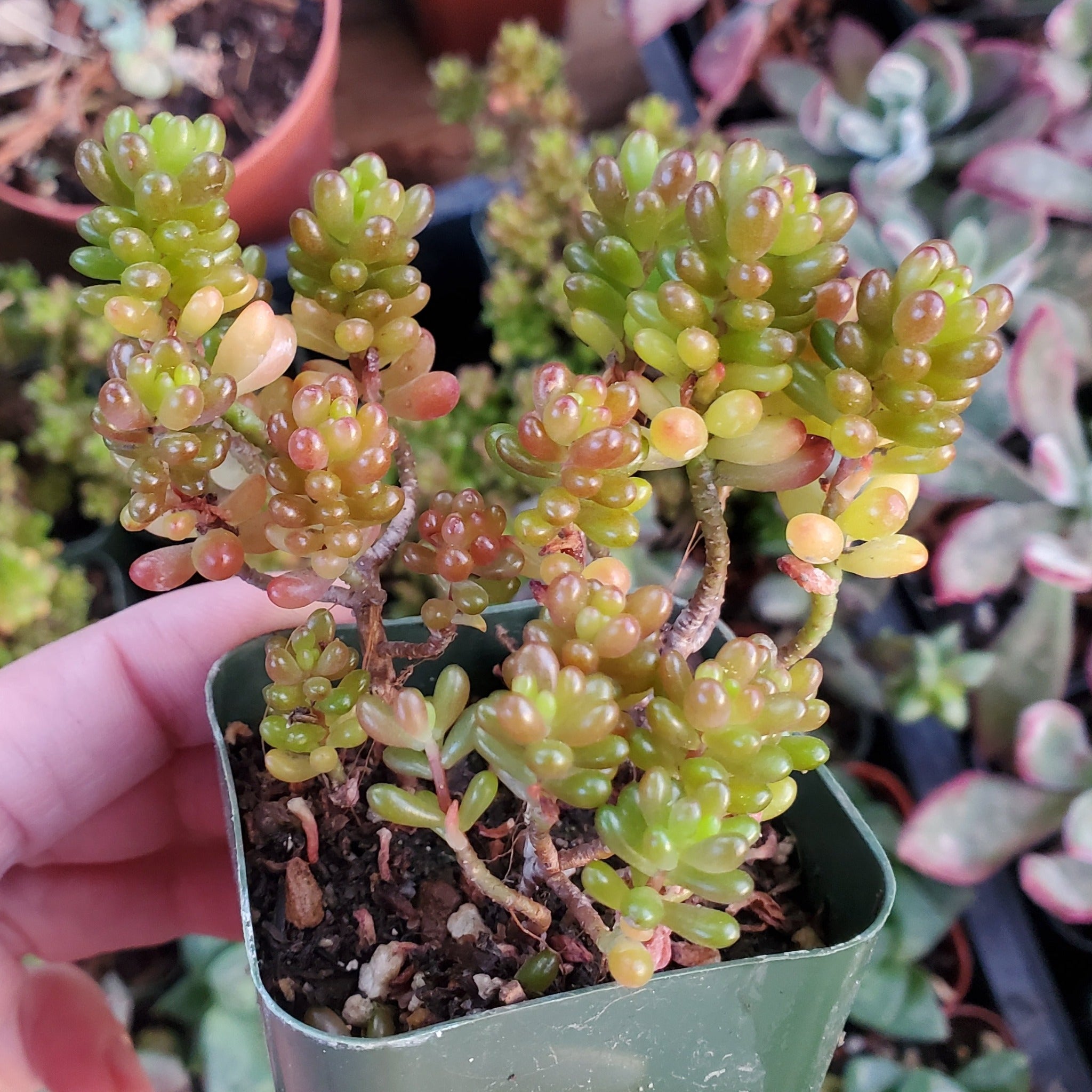 mini jelly bean succulent Sedum rubrotinctum 'Mini Me'