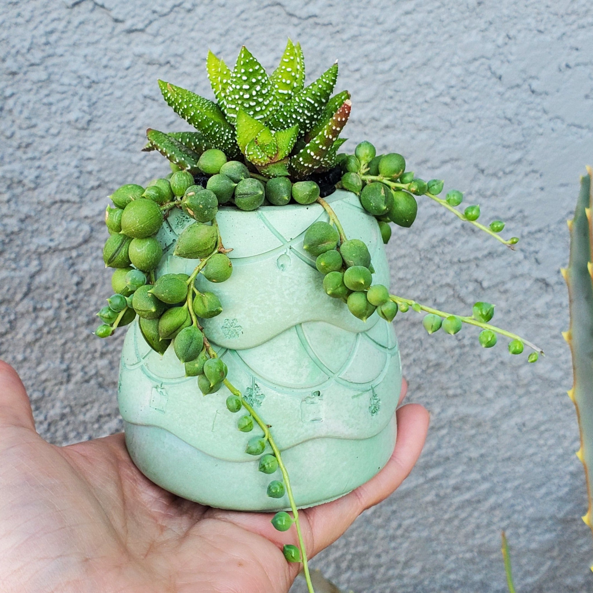 creative succulent arrangements Christmas Tree Succulent Arrangement