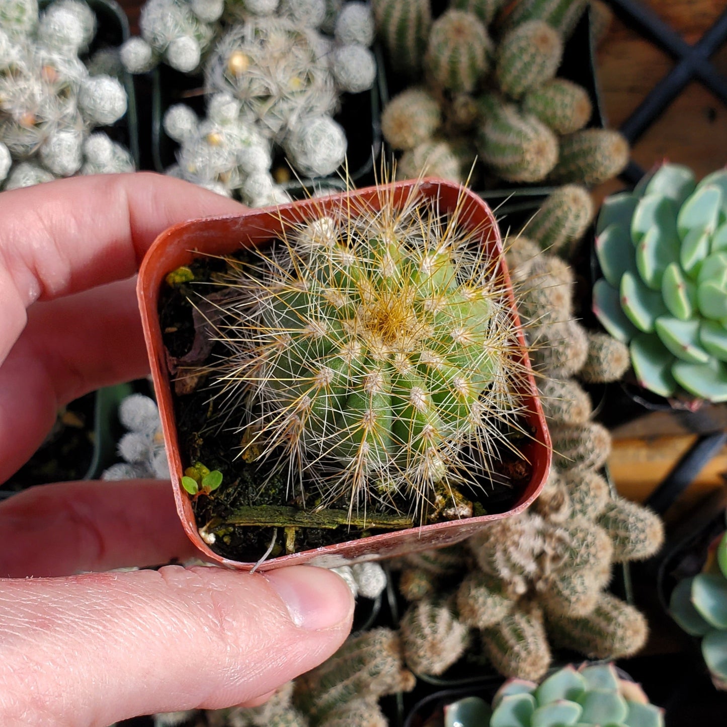 Parodia magnifica 'Balloon Cactus'