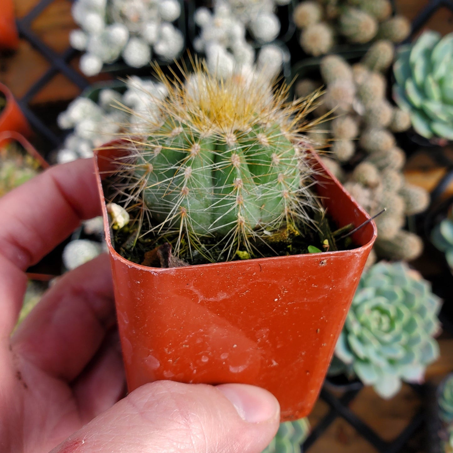 Parodia magnifica 'Balloon Cactus'