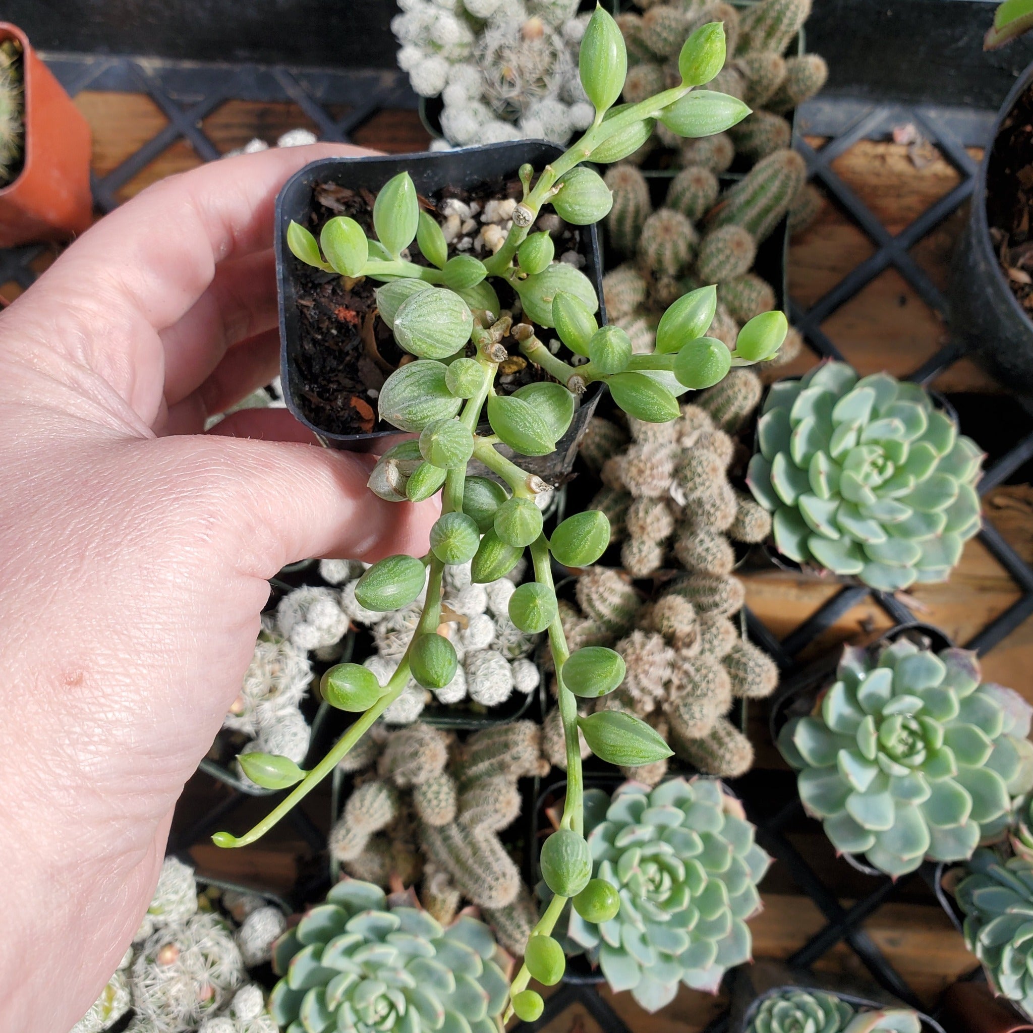 watermelon plant succulent Senecio herreanus 'String of Watermelon'