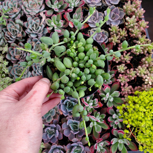 Senecio herreanus 'String of Watermelon'