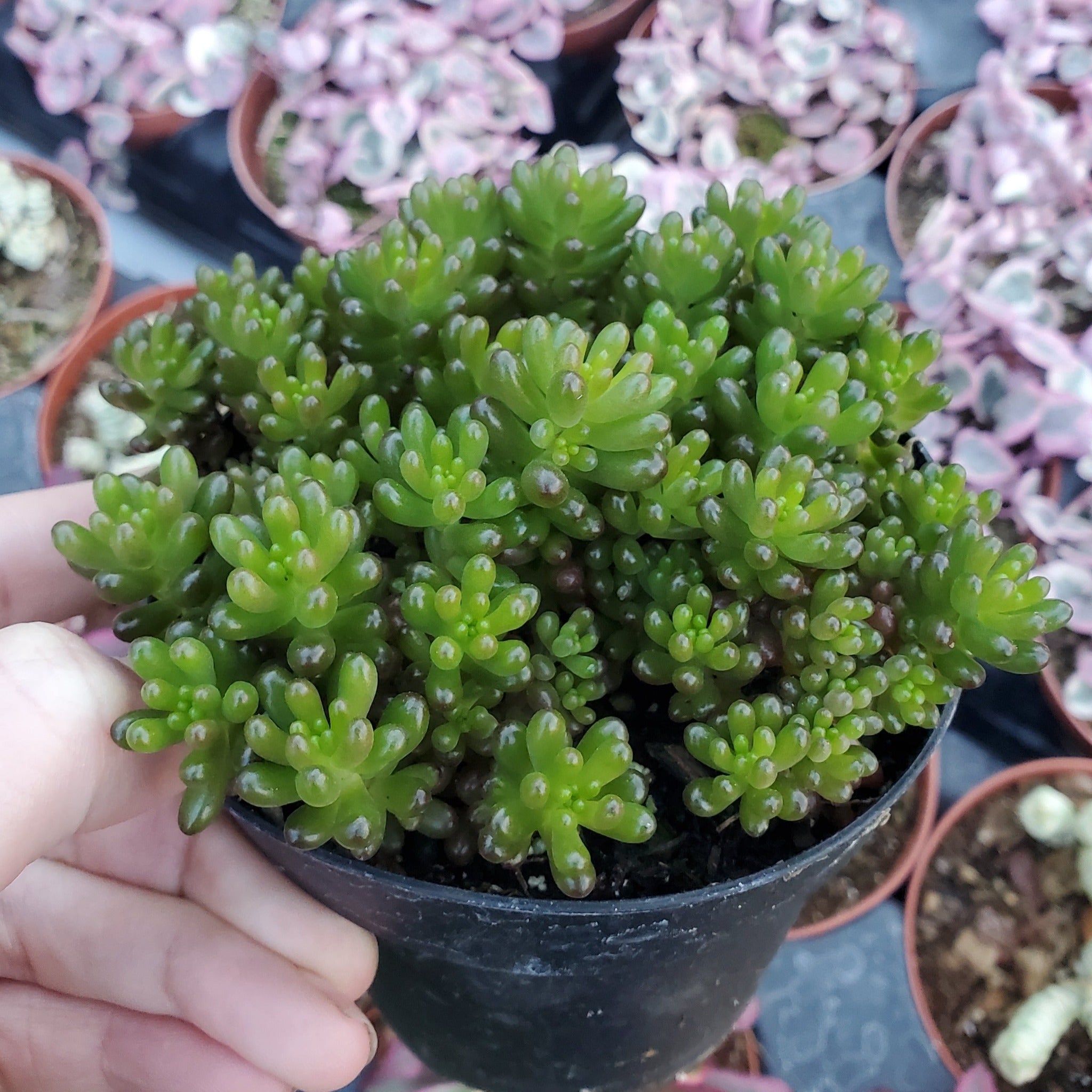 mini me succulent Sedum rubrotinctum 'Mini Me'