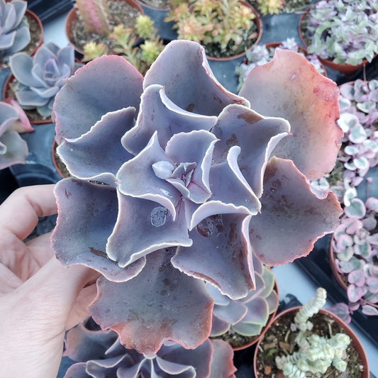 Echeveria 'Violacina'