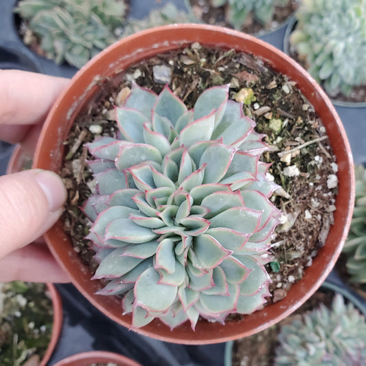 Echeveria 'Esther' Crest