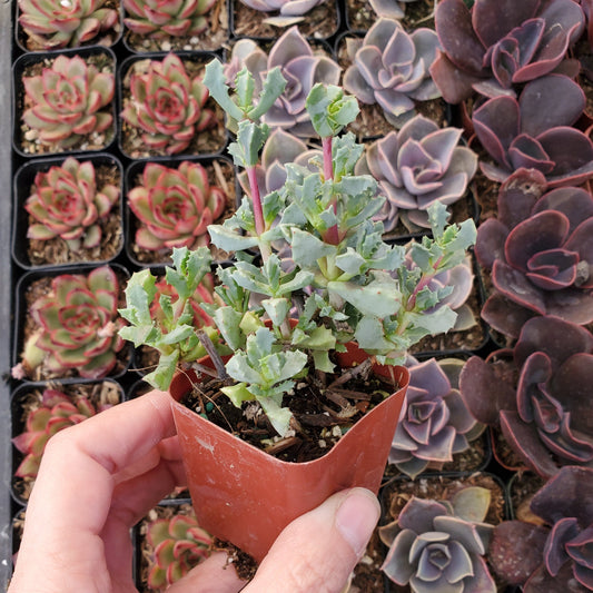 Oscularia deltoides 'Pink Ice Plant'