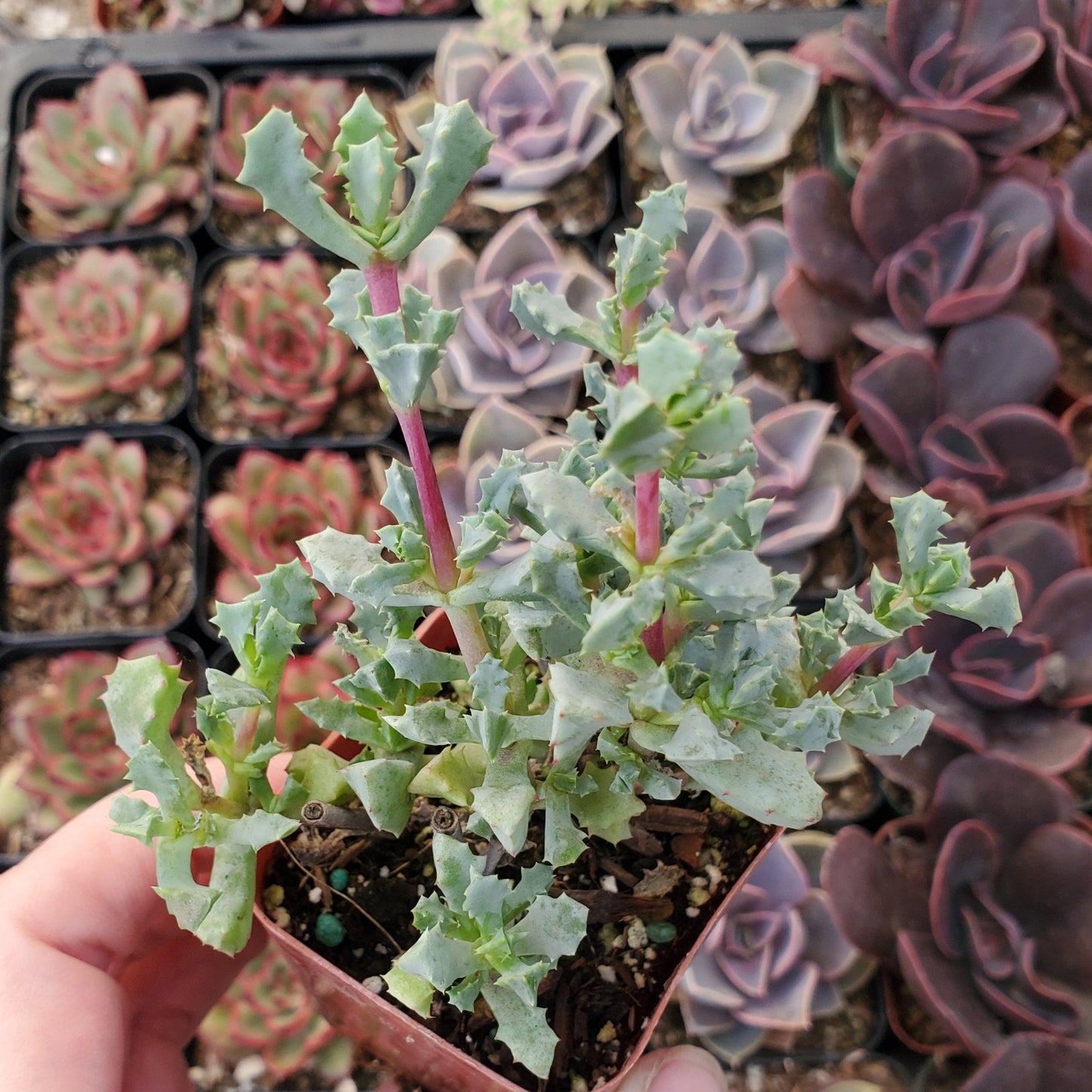 Oscularia deltoides 'Pink Ice Plant'