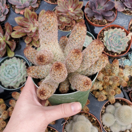 Mammillaria elongata 'Ladyfinger Cactus'