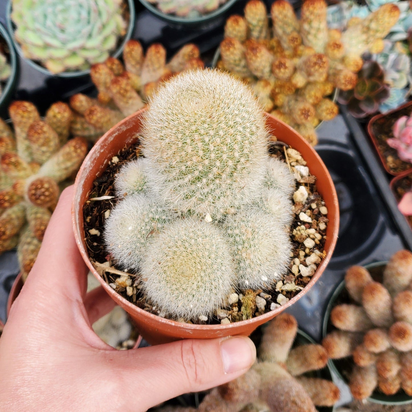 Rebutia muscula