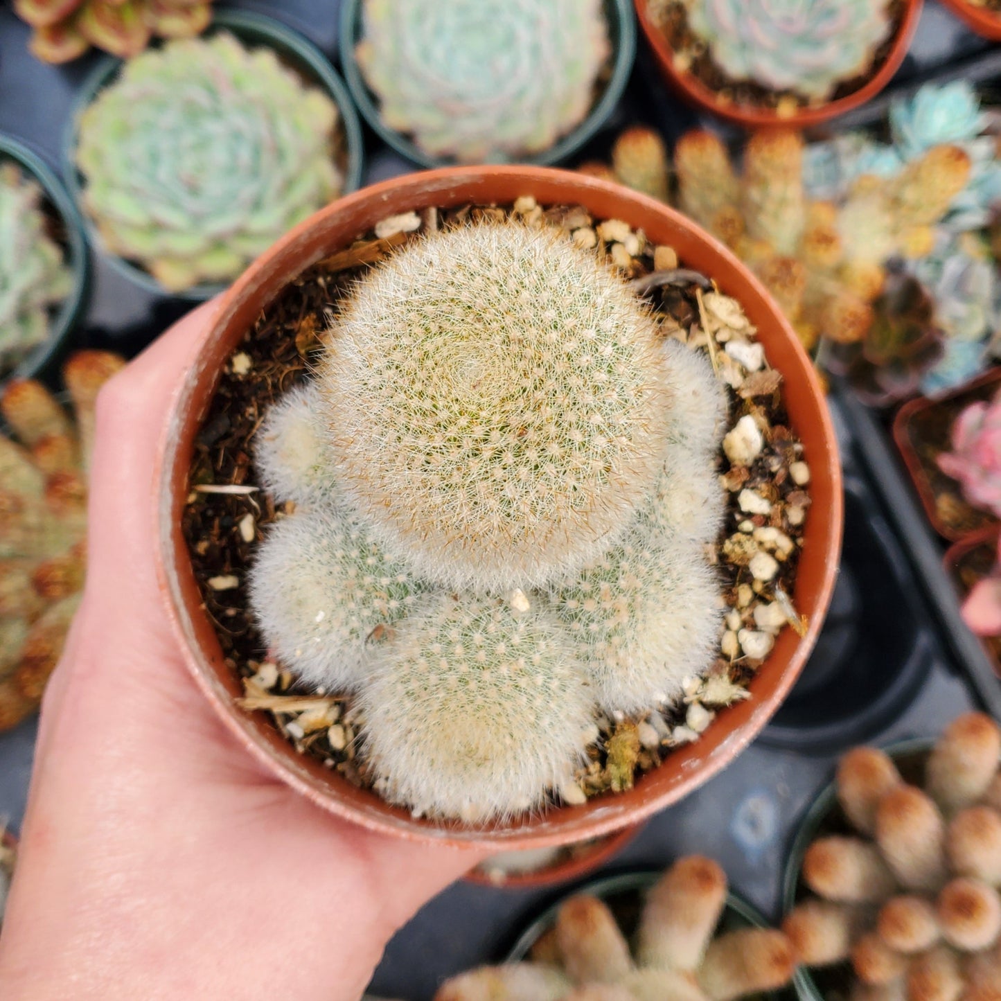 Rebutia muscula