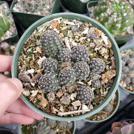 Rebutia Sp.