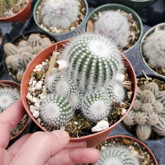 Parodia scopa 'Silver Ball Cactus'