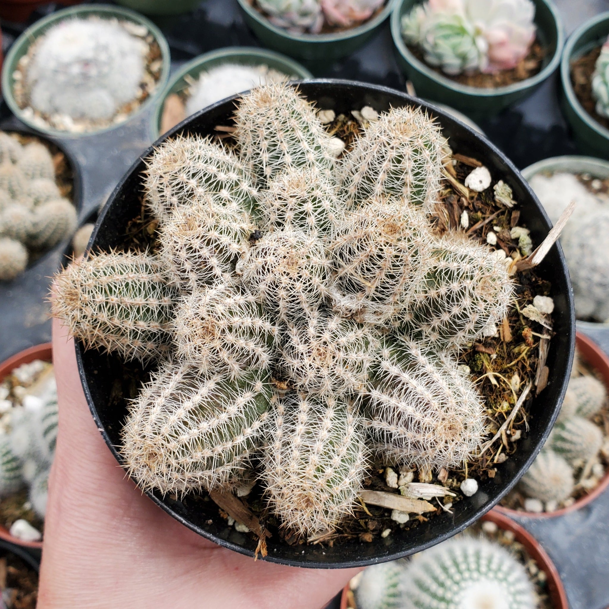 peanut succulent Echinopsis chamaecereus 'Peanut Cactus