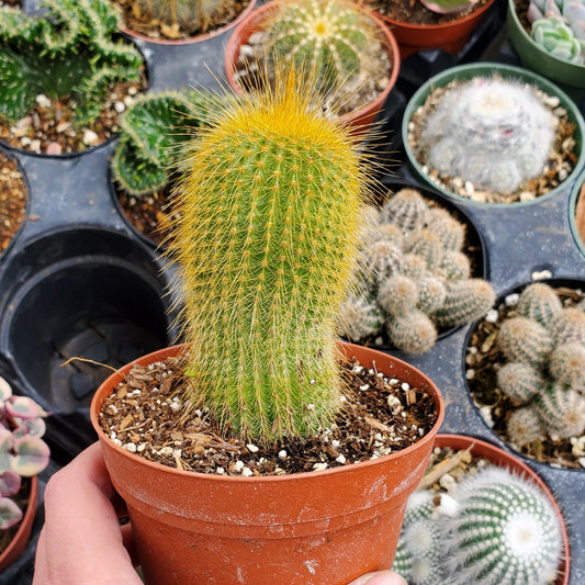 Parodia leninghausii 'Golden Ball Cactus'