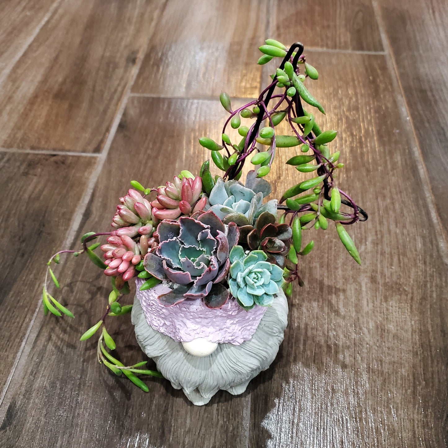 Succulent Trellis Gnome Arrangement