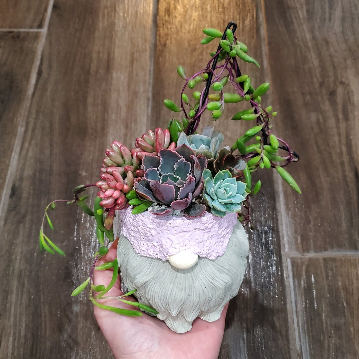 Succulent Trellis Gnome Arrangement