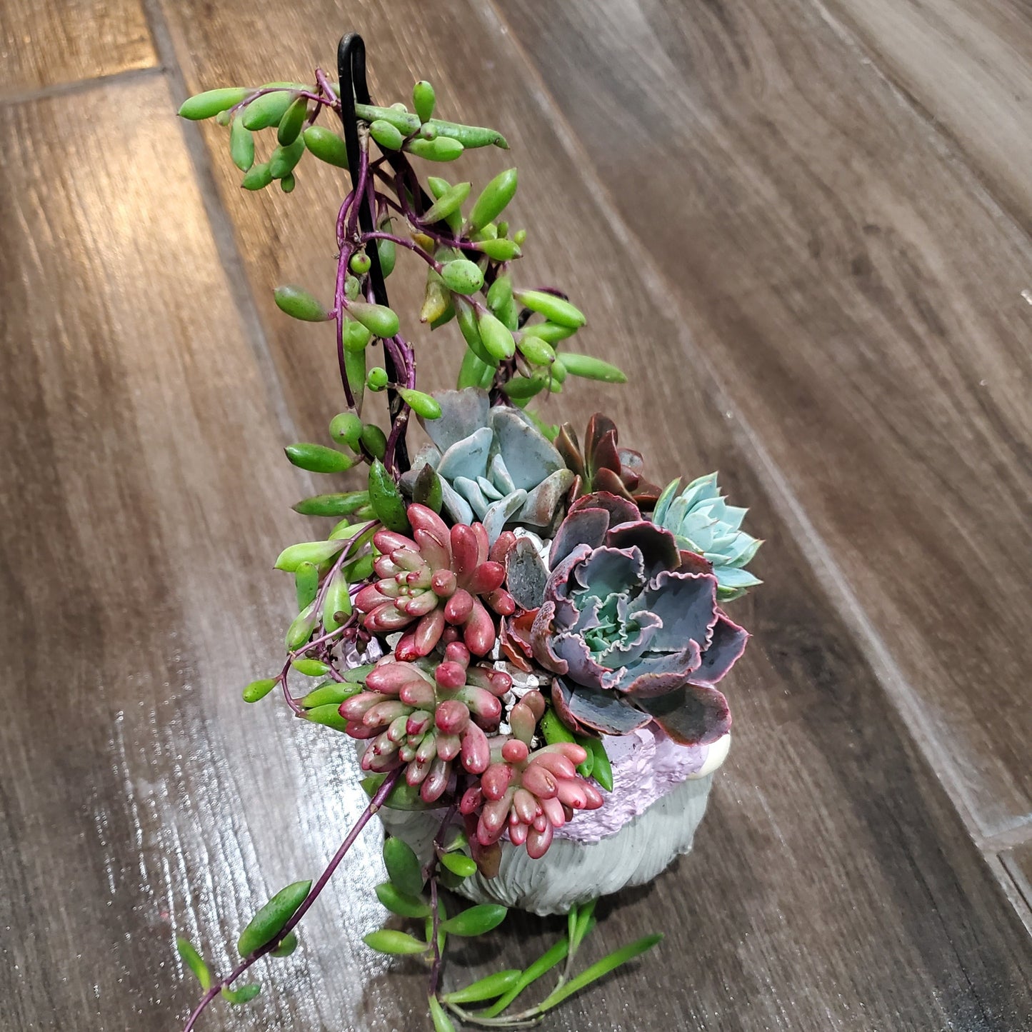 Succulent Trellis Gnome Arrangement