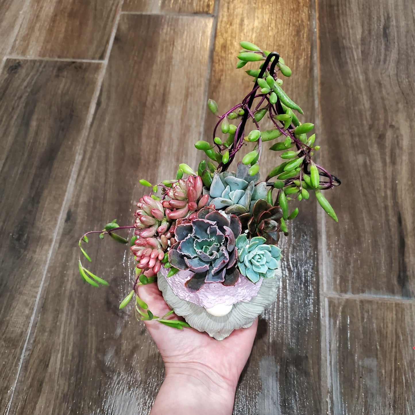 Succulent Trellis Gnome Arrangement