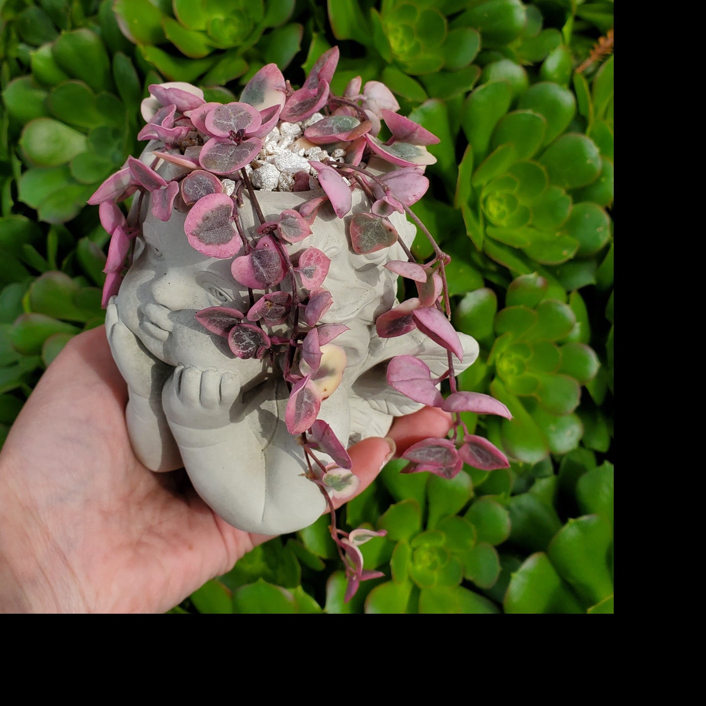 'Variegated String of Hearts' Angel Arrangement